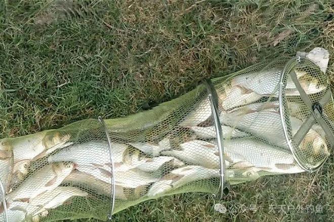 野钓大鲢鳙用弹簧饵托钓法到底能有多强？(图1)