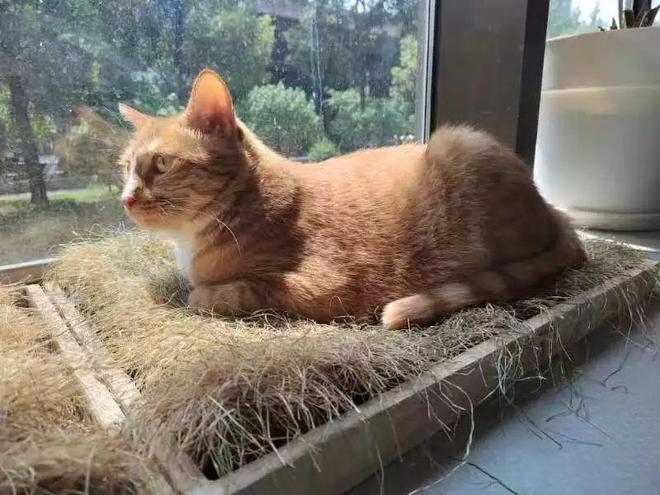 猫咪环境丰容好物来啦！均价不到10元（无广(图6)