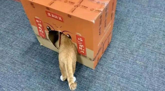 猫咪环境丰容好物来啦！均价不到10元（无广(图5)