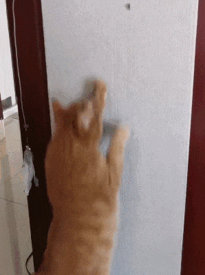 猫咪环境丰容好物来啦！均价不到10元（无广(图9)