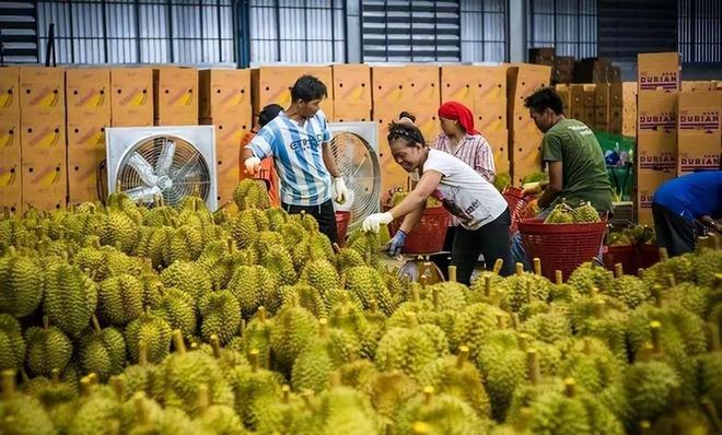 25000亩国产榴莲熟了进口价格暴跌30%泰国急了:1600吨运中国(图4)