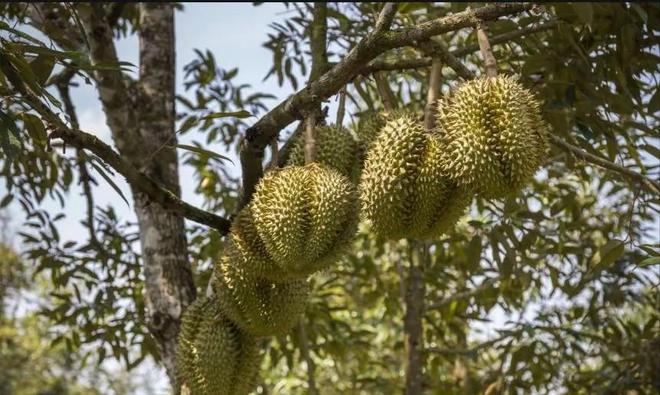 25000亩国产榴莲熟了进口价格暴跌30%泰国急了:1600吨运中国(图1)