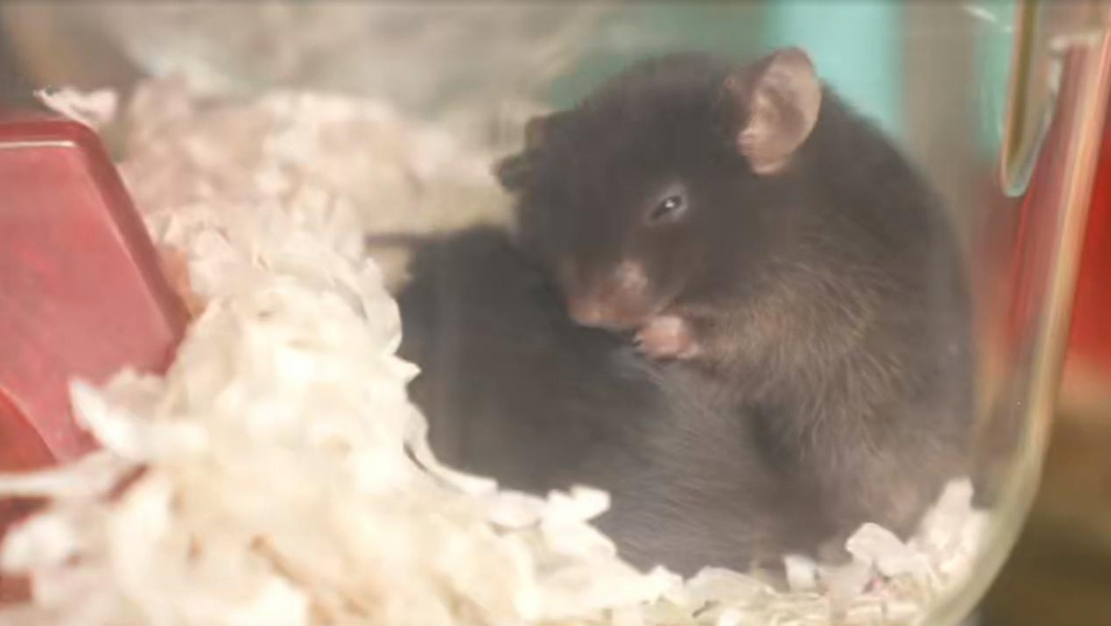 “动物航天员”队伍上新！小鼠如何完成奇妙的太空之旅？(图1)