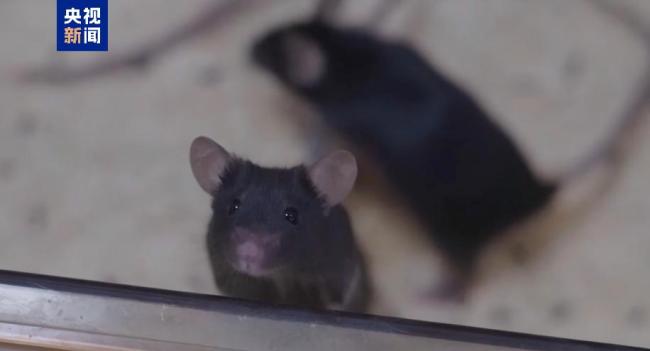 短暂出差太空小鼠航天员太空之旅如何度过?(图1)