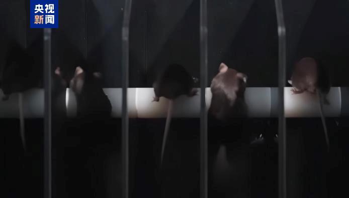 短暂“出差”太空“小鼠航天员”太空之旅如何度过?(图1)