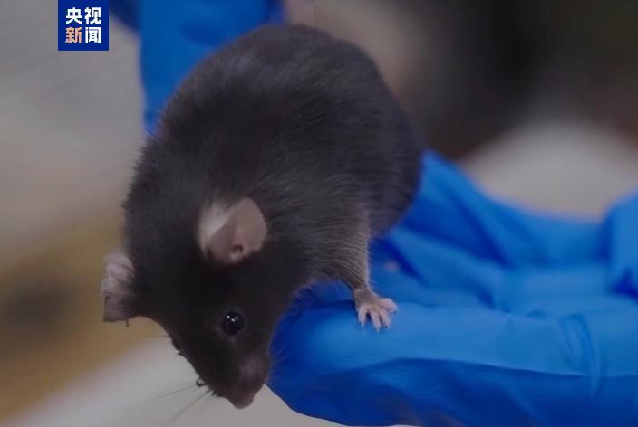 短暂“出差”太空“小鼠航天员”太空之旅如何度过?(图2)