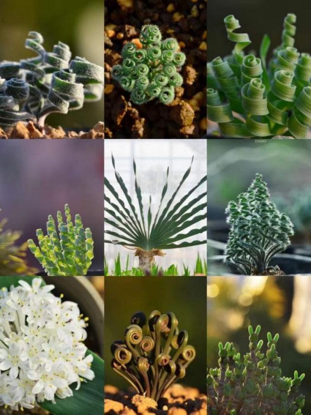 弹簧草、灯笼草……一次集齐千种花卉绿植潮流款！园艺迷们快来(图2)