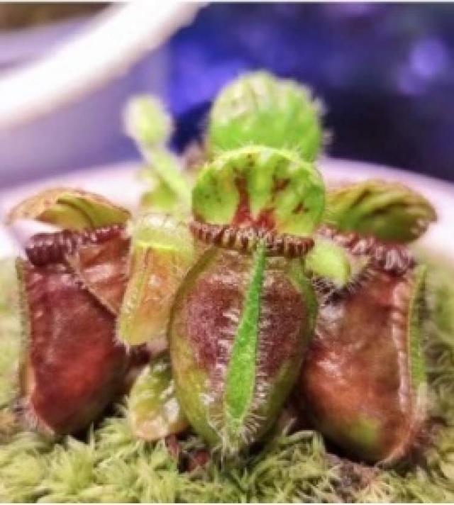 弹簧草、灯笼草……一次集齐千种花卉绿植潮流款！园艺迷们快来(图3)