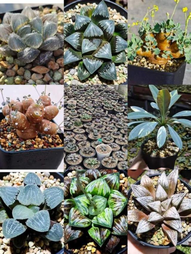 弹簧草、灯笼草……一次集齐千种花卉绿植潮流款！园艺迷们快来(图1)